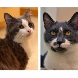 Shelter Sunday: Smoke & Whisk