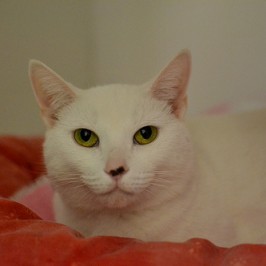 Shelter Sunday: Winnie