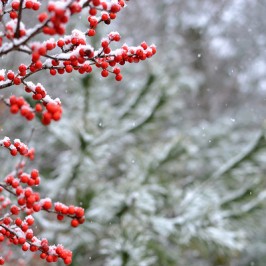 Softly like snow falling on snow