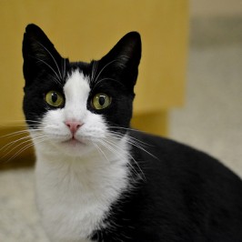 Shelter Sunday: Lolita