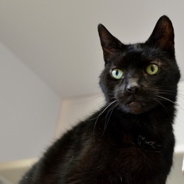 Shelter Sunday: Chestnut