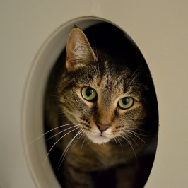 Shelter Sunday: Missy