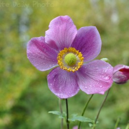 Raindrops on anemones